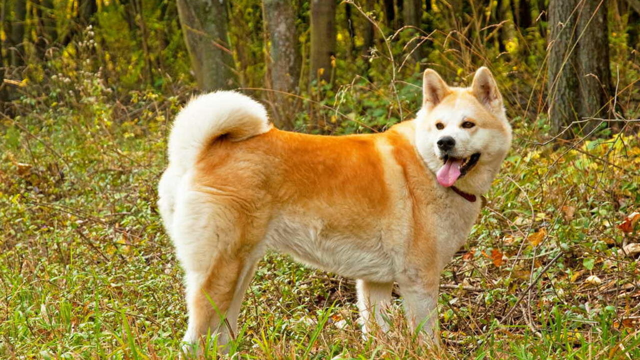 Akita Inu Hachiko E Affettuoso Ma Impegnativo Consigli Animali Domestici