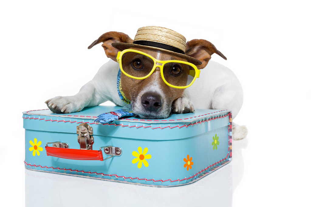 Viaggiare con il cane: accessori must-have e consigli
